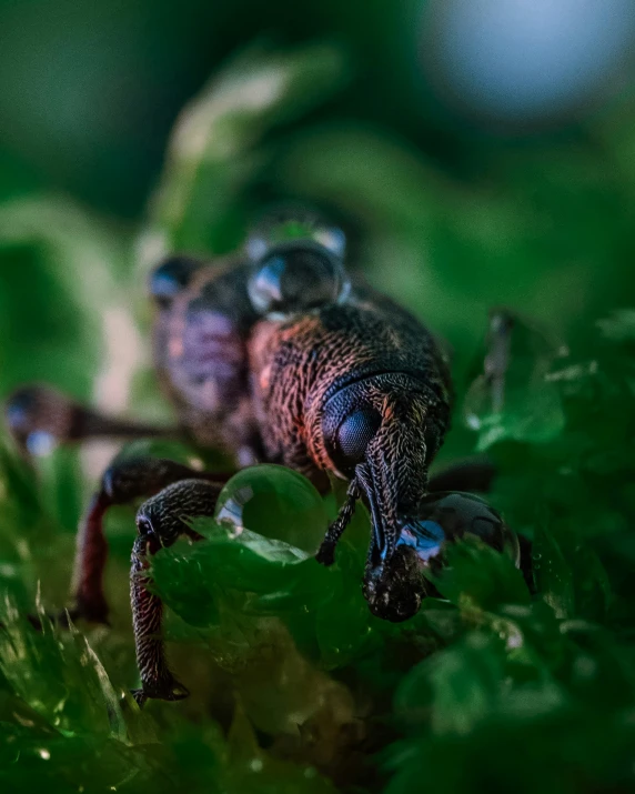 two little black bugs sitting together in some leaves