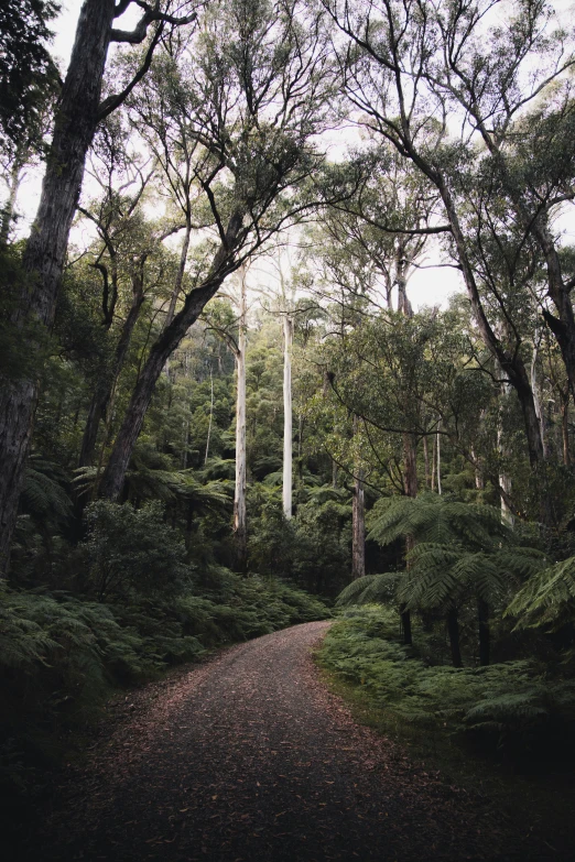 a narrow, gravel road surrounded by trees in the middle of a forest