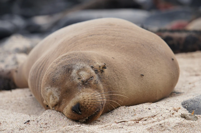 a seal laying on sand with eyes closed