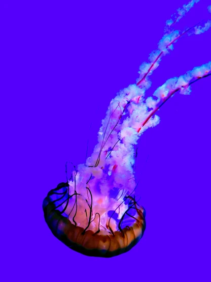 the colorful jellyfish is flying toward the camera