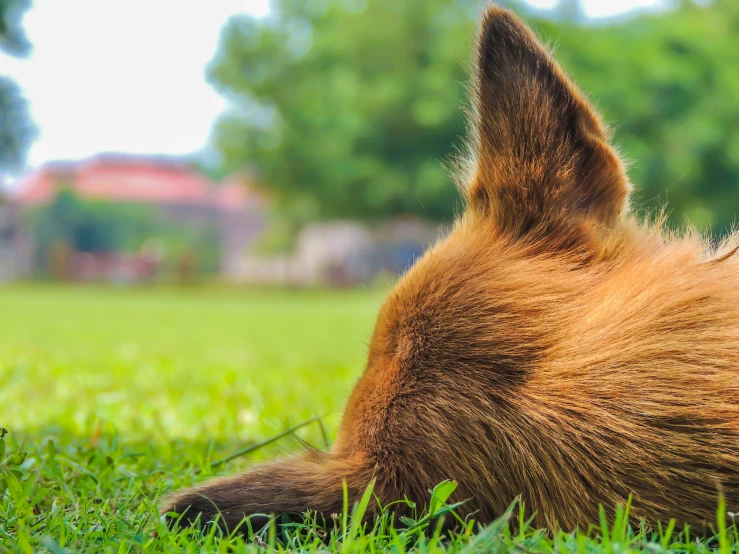 a very cute furry brown dog laying in the grass