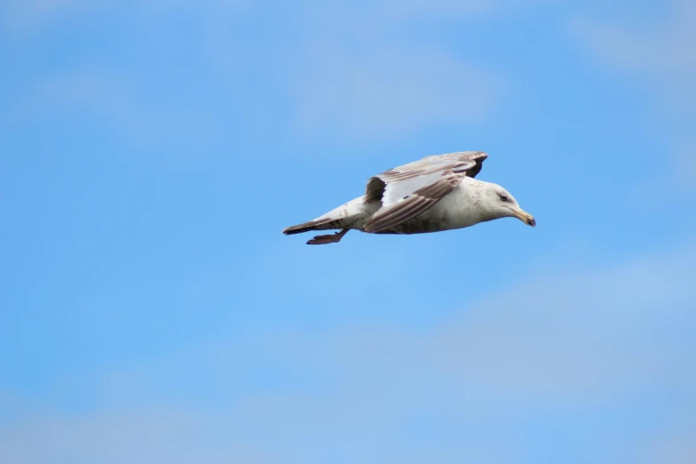 a small bird flying across a blue sky