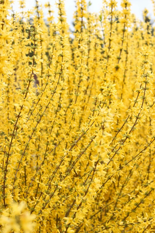 the yellow flowers in this tree are pretty