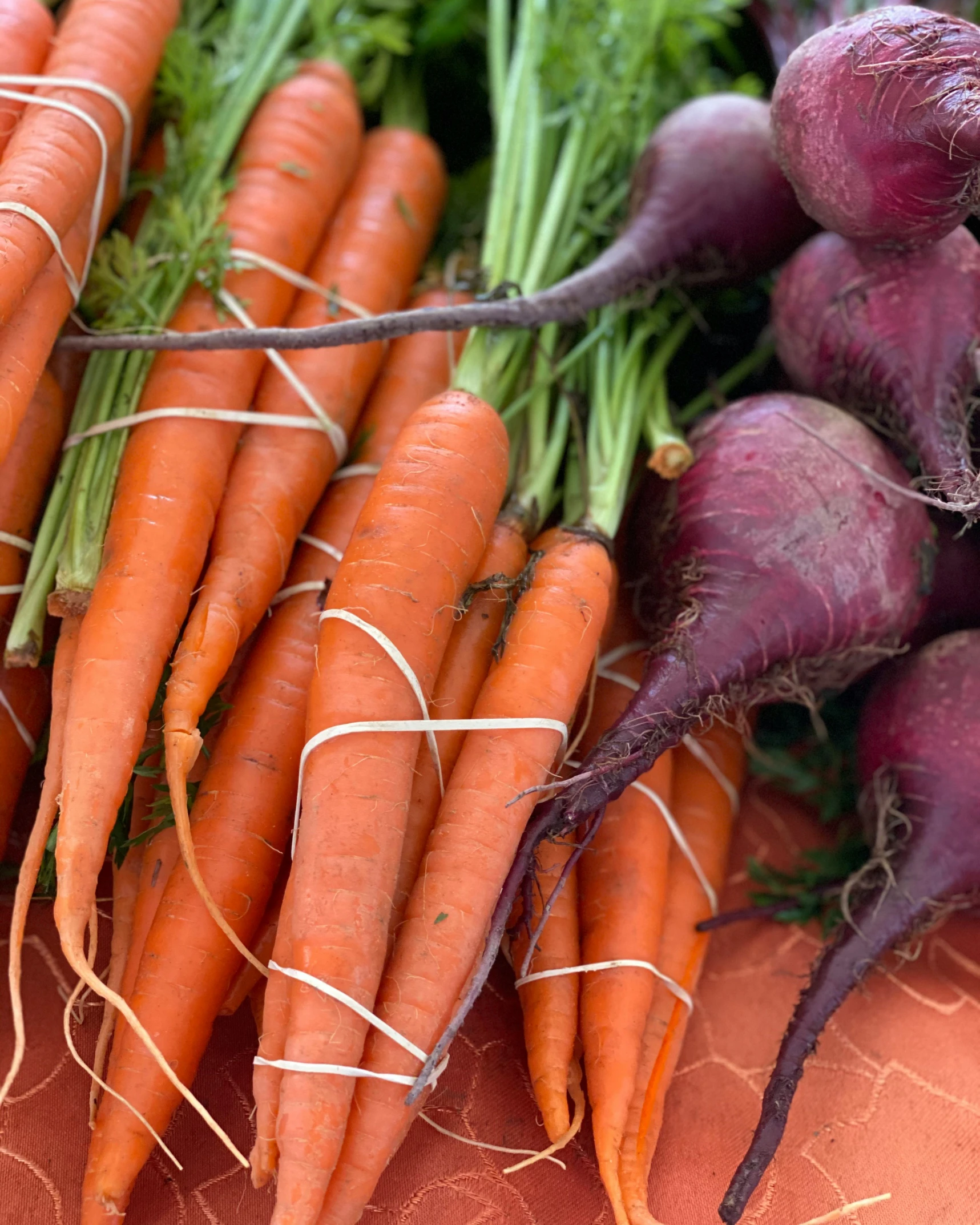 many bunches of freshly picked carrots on a cloth