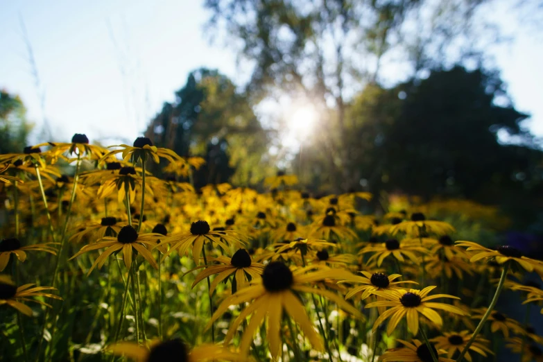 a lot of yellow and black eyed susans