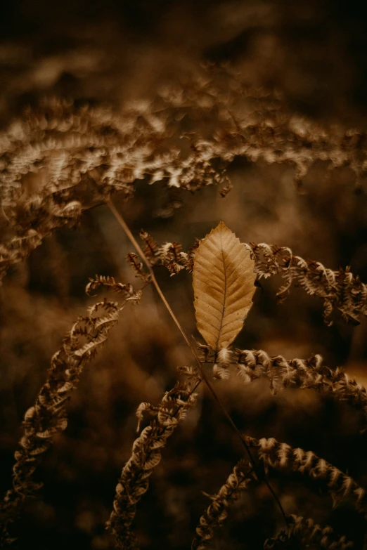 a yellow leaf on a tree in the grass