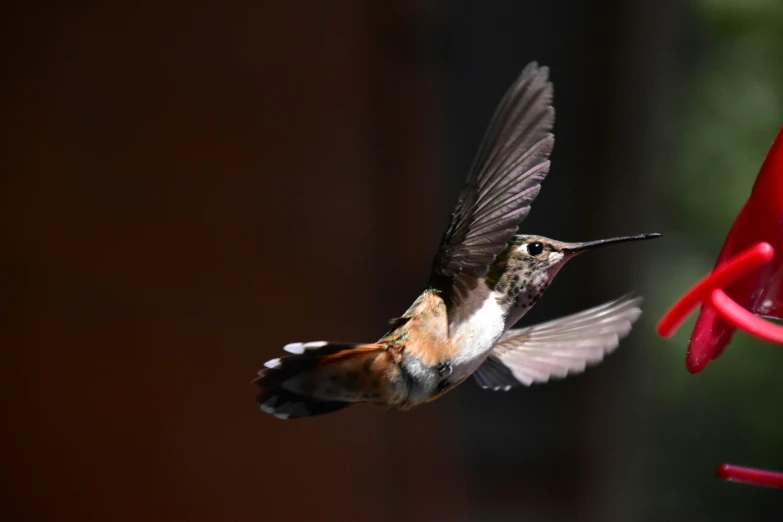 a hummingbird flying towards a red and green bird feeder