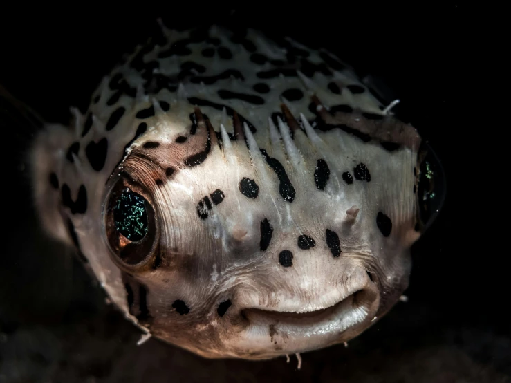 closeup of an unusual fish with blue eyes