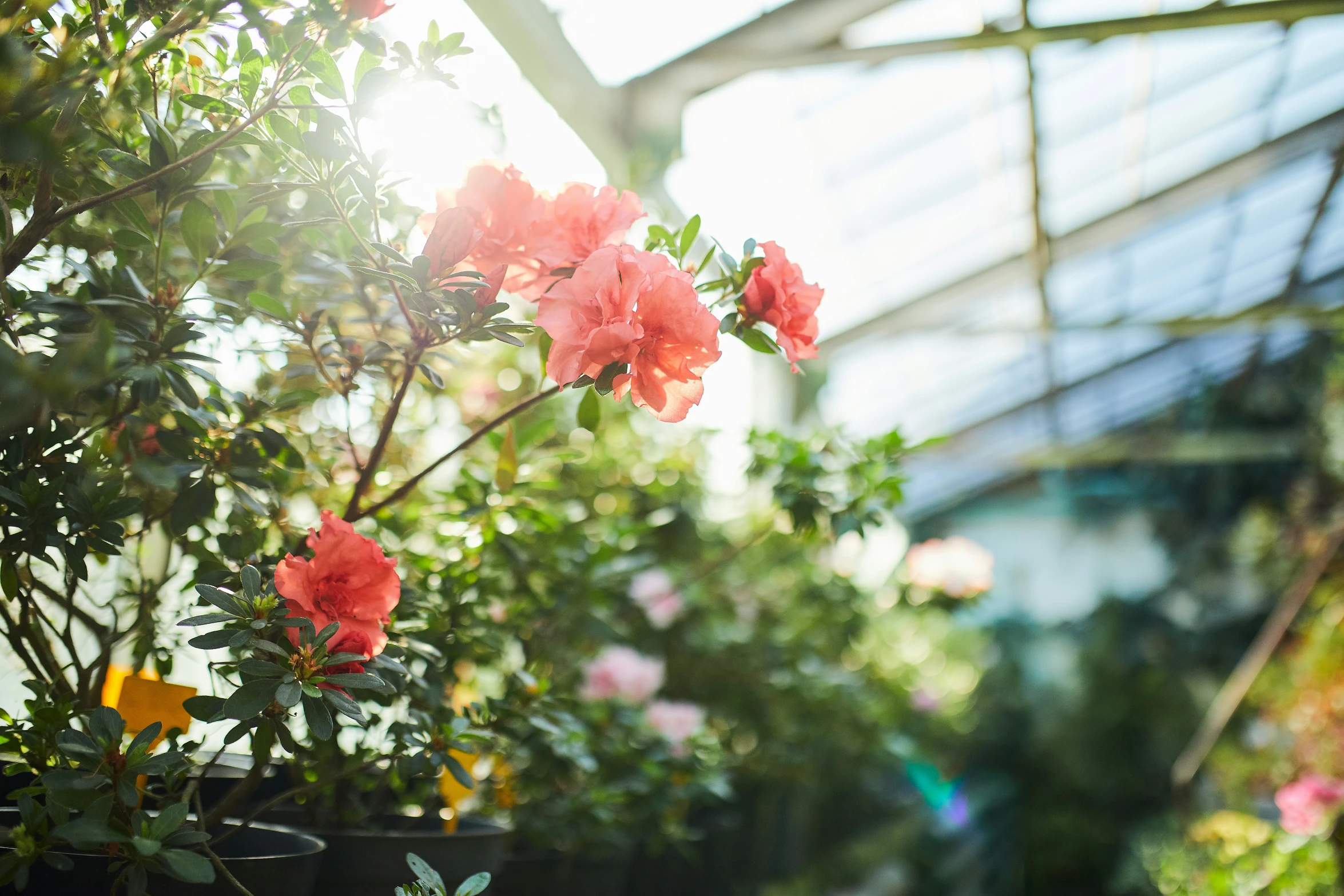 a bunch of bright red flowers sitting in a pot