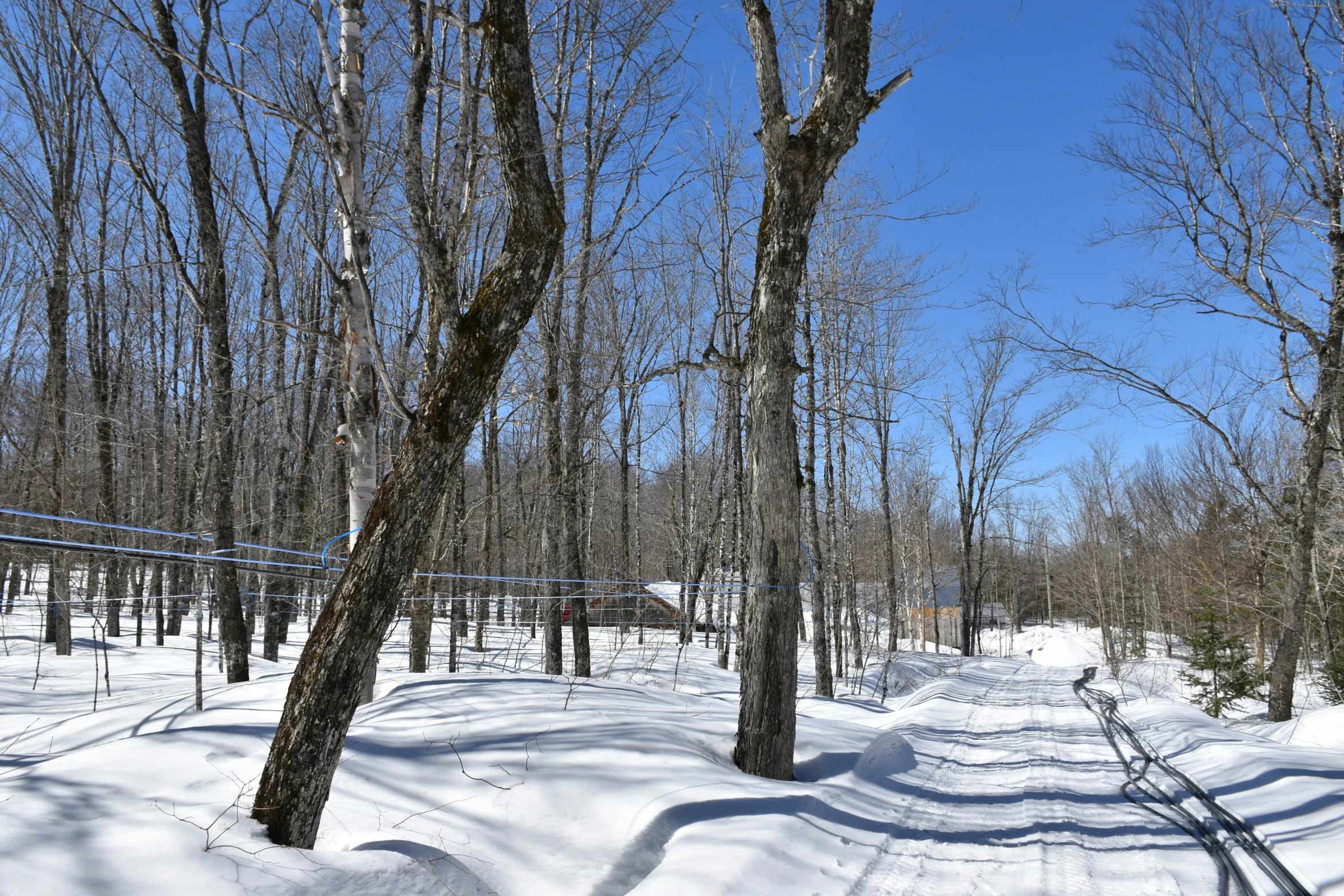 snow is laying on the ground with many trees