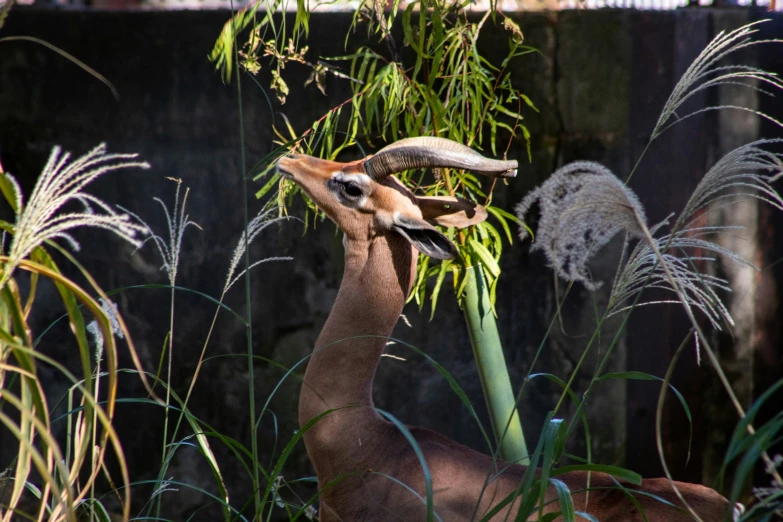 a brown deer with its head out to eat from the tall grass