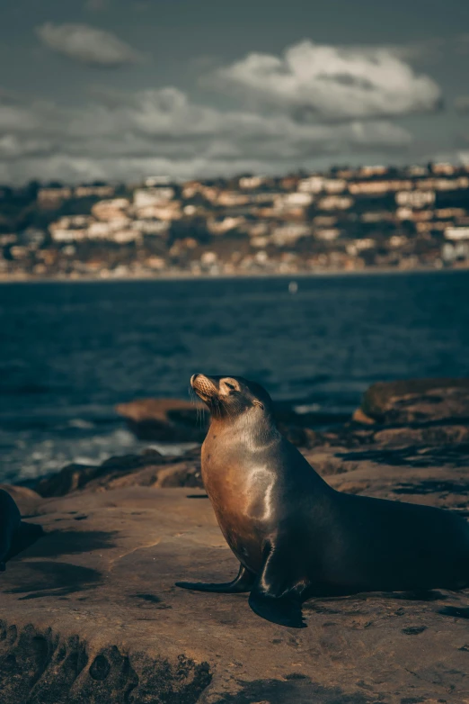 a sea lion resting on some rocks with a city in the background