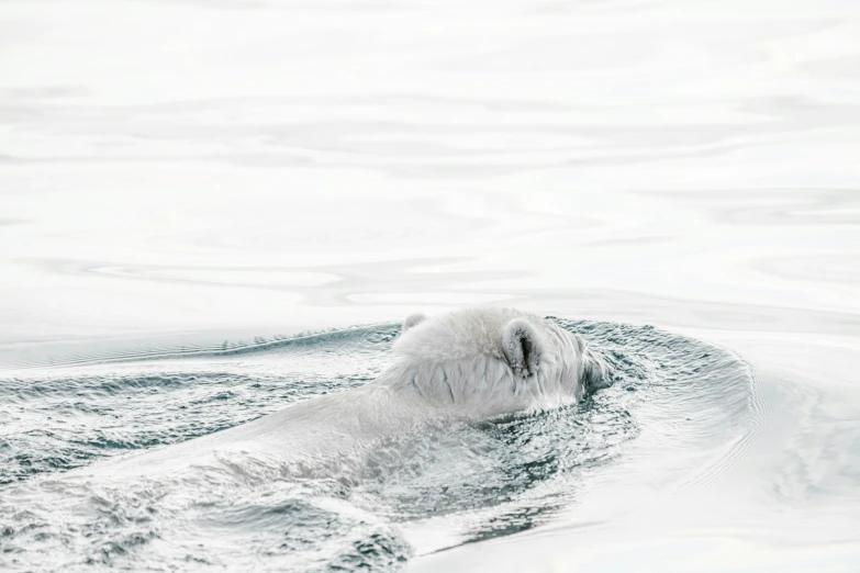 a polar bear swimming in the water in the arctic