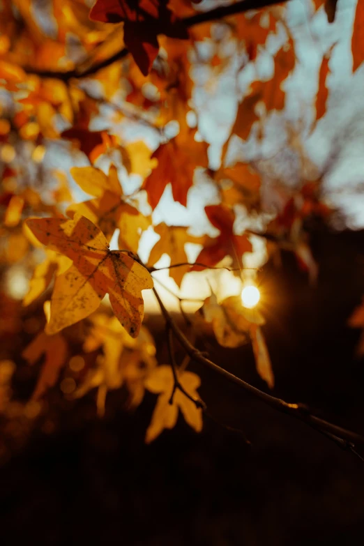 a leaf on the nch in the dark