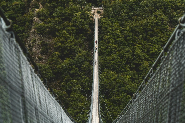 the walkway is built over the trees