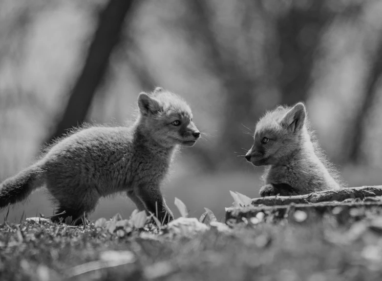 two foxes stand close together on grass