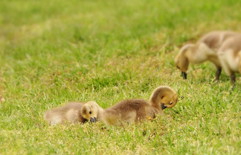 a couple of small animals standing on top of a lush green field