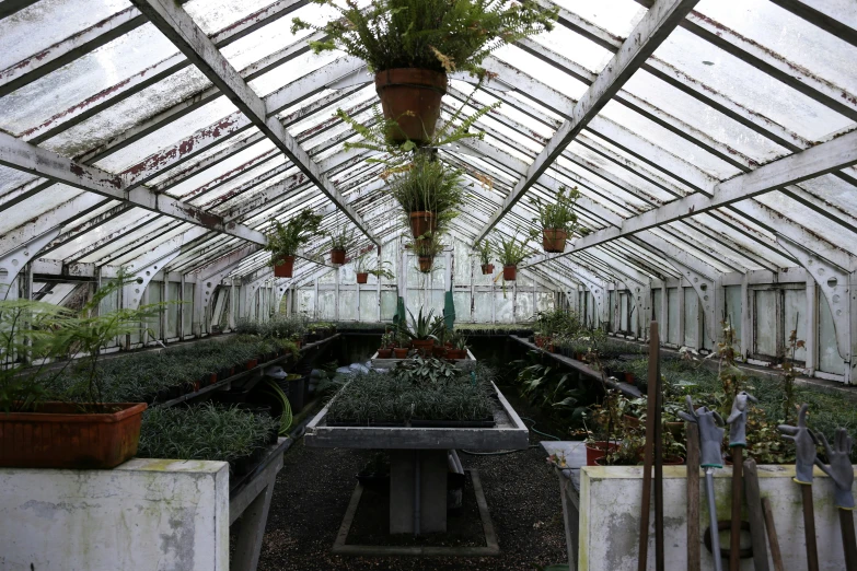 greenhouse with plants and potted trees in it