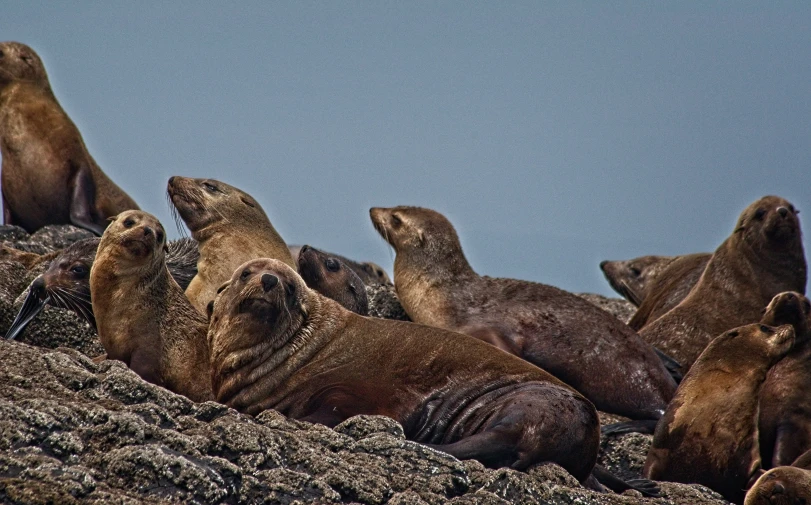 four sea lions are laying and relaxing on the rocky beach