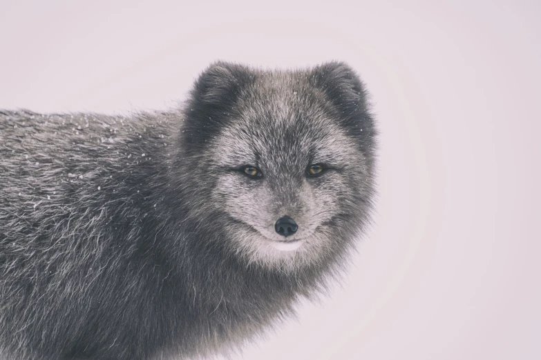 a gray wolf looks at the camera in an open field