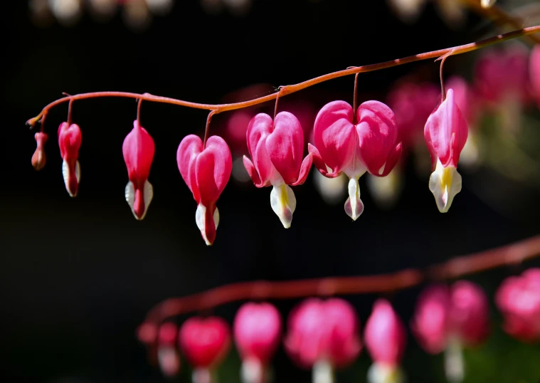 a group of pink flowers hang in the air