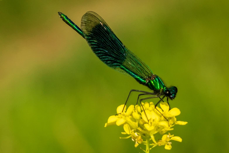 a green insect sitting on top of a yellow flower