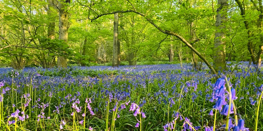 the blue flowers are in a forest in spring