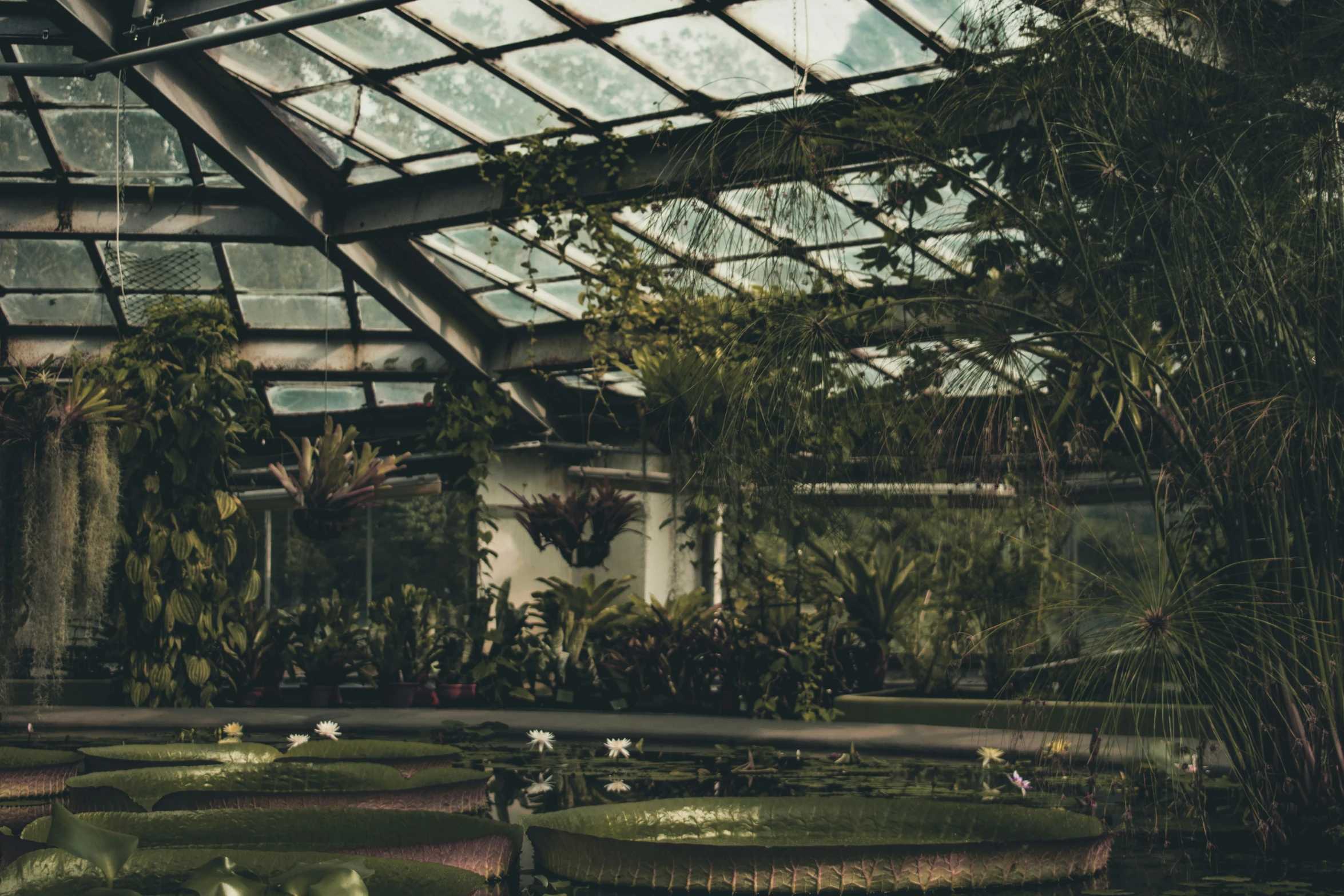 a pond in a large green house surrounded by foliage