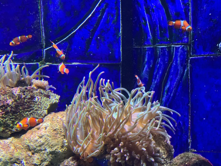 an orange clown fish in a blue aquarium