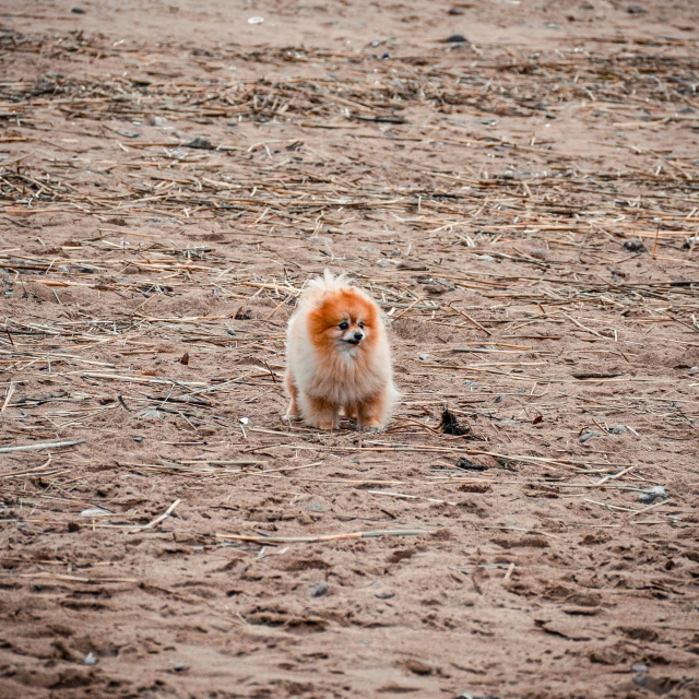 a small dog standing on top of dirt