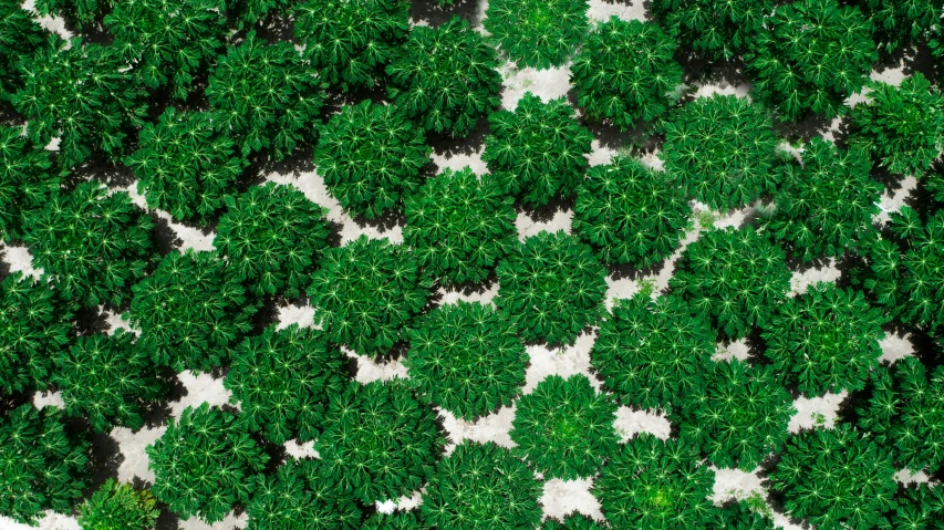 an aerial view of many green leaves