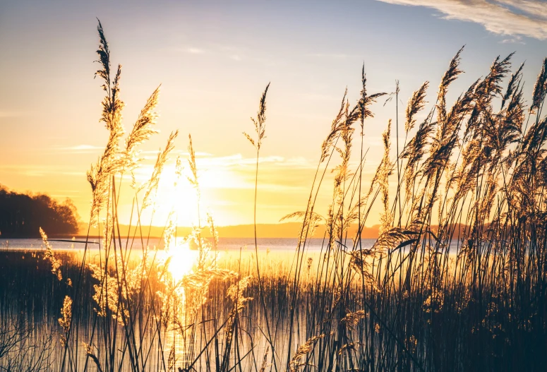 the sun is shining through tall grass by water