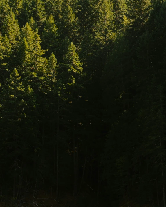 a group of pine trees are seen from the ground