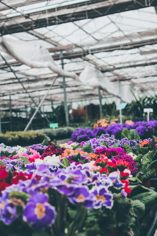 several pots full of colorful flowers inside of a building