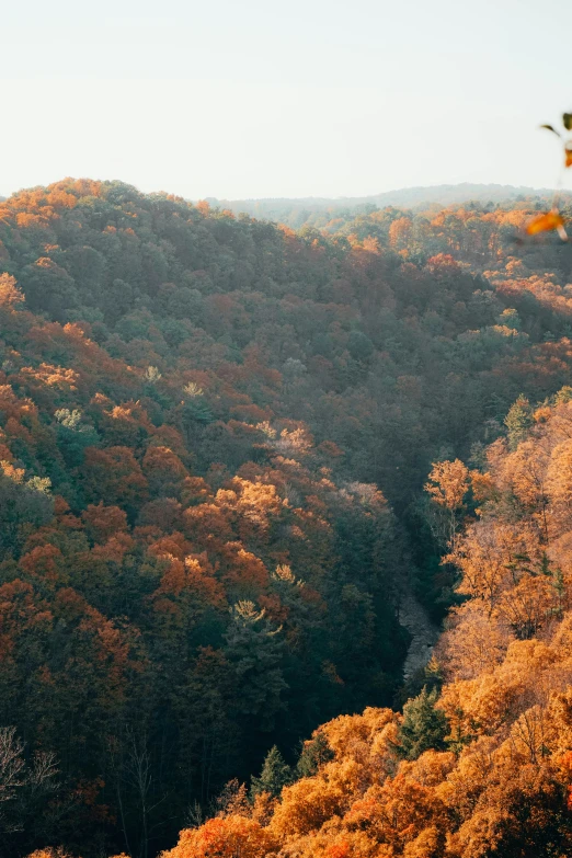 a hillside is shown with orange trees and brown foliage