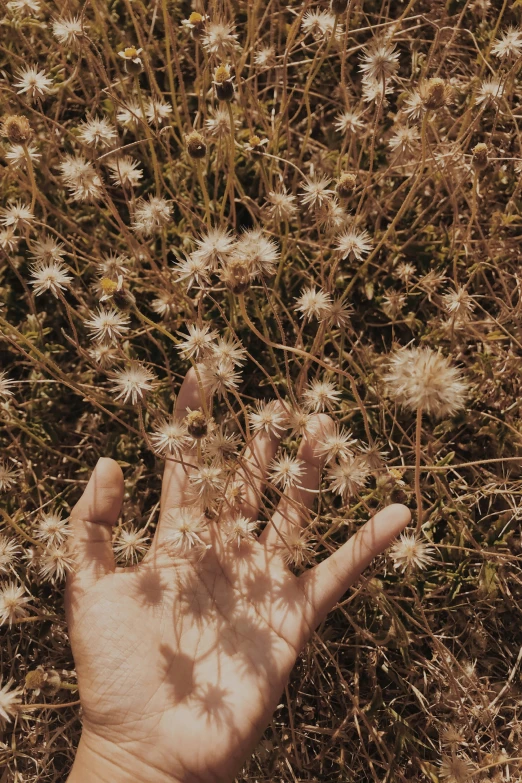 someone holds their hand up in front of flowers