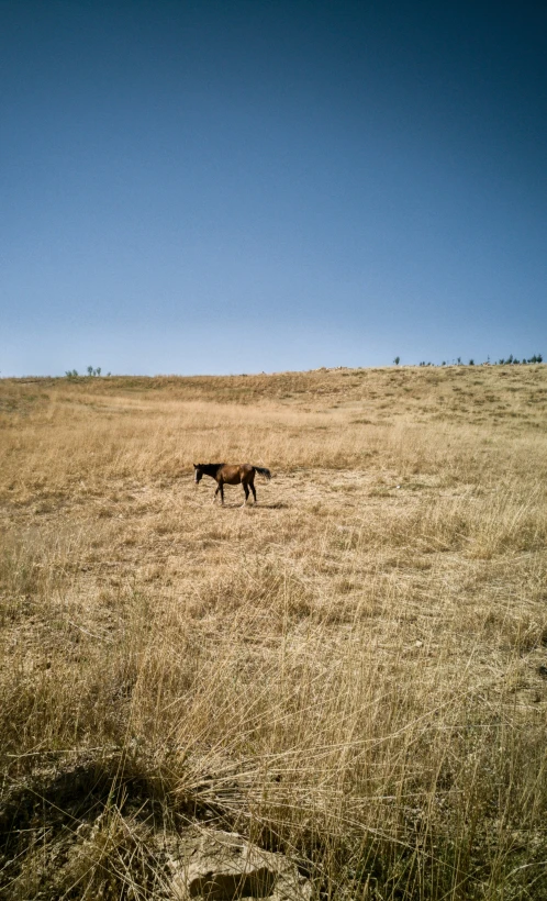 a lone horse standing in the middle of the field