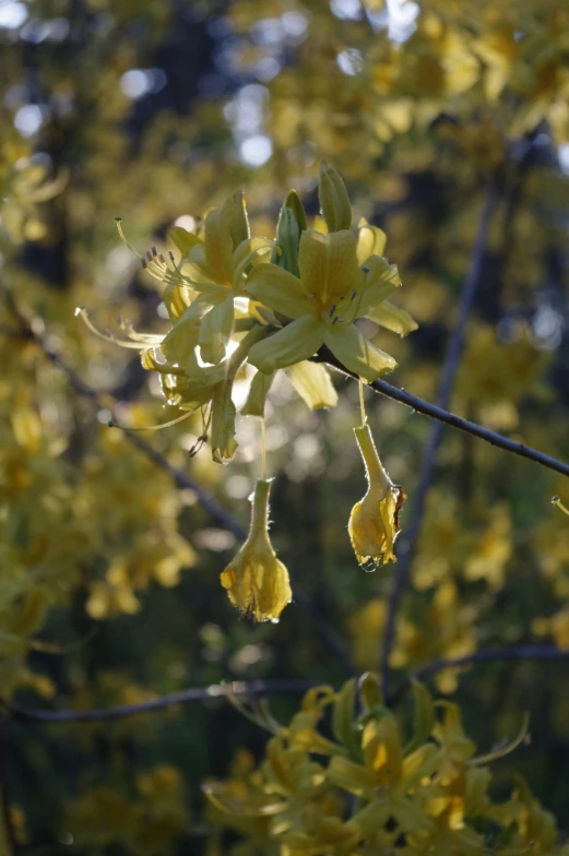 yellow flowers with leaves hang down from nches