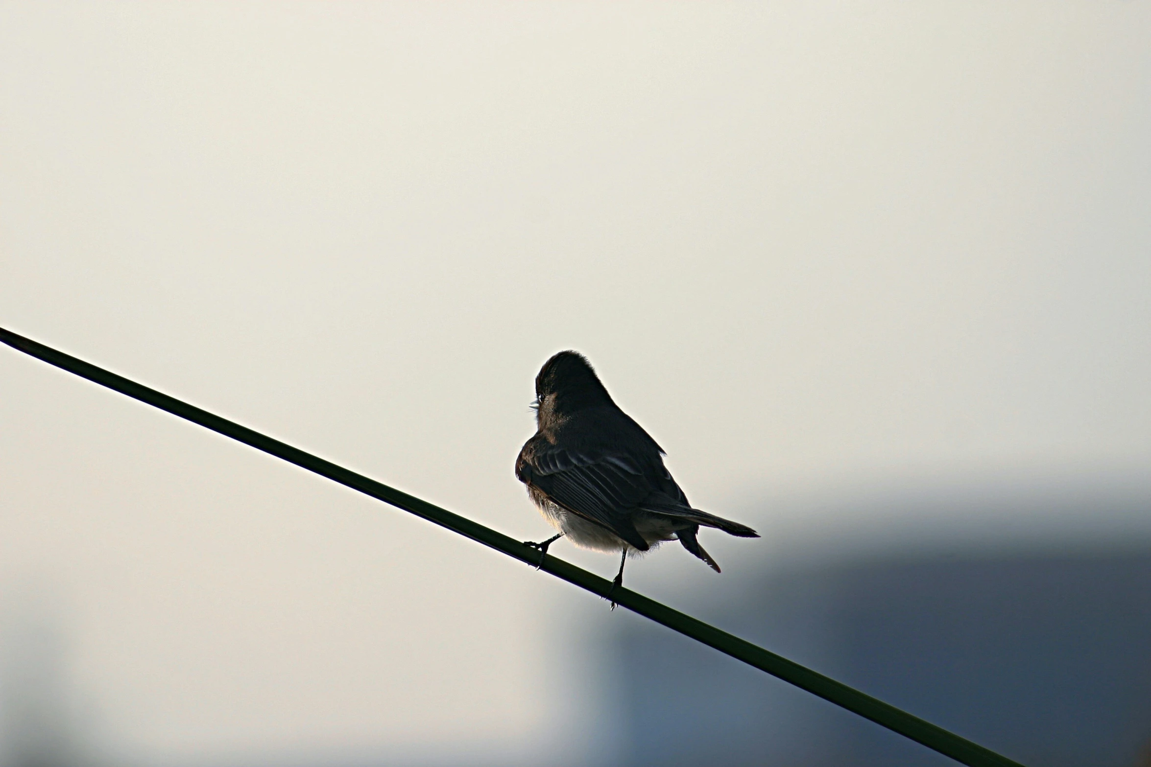 a small bird perched on a telephone wire