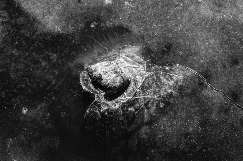 a black and white po of a snow covered animal head