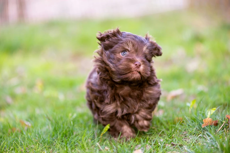 puppy walking in grass towards the camera with one eye shut