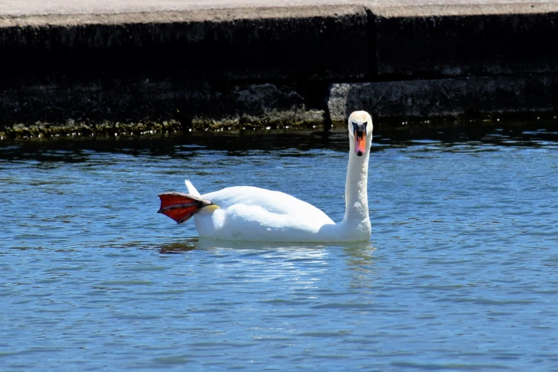 a white swan floating on the side of a lake