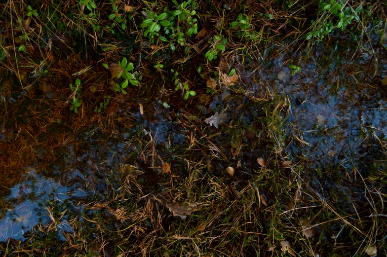 a close up image of a grass and weeds