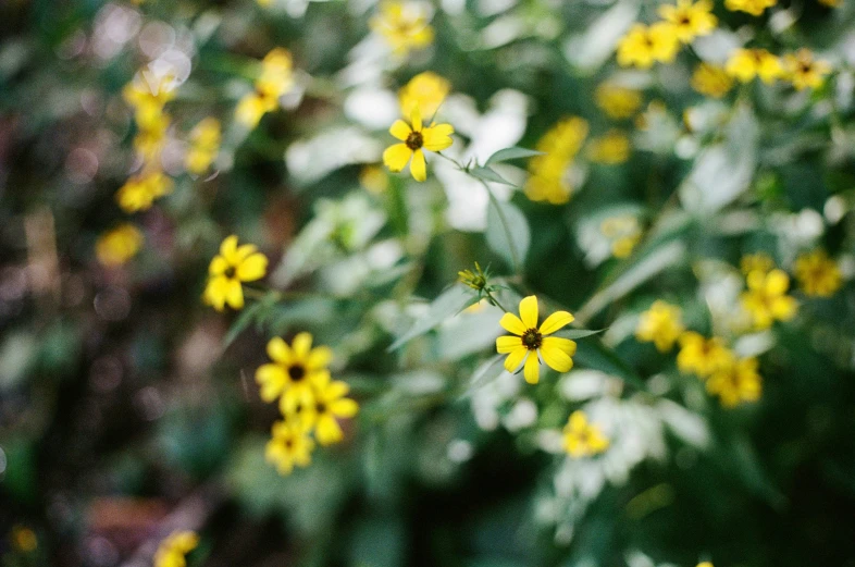 yellow wildflowers are growing in the field