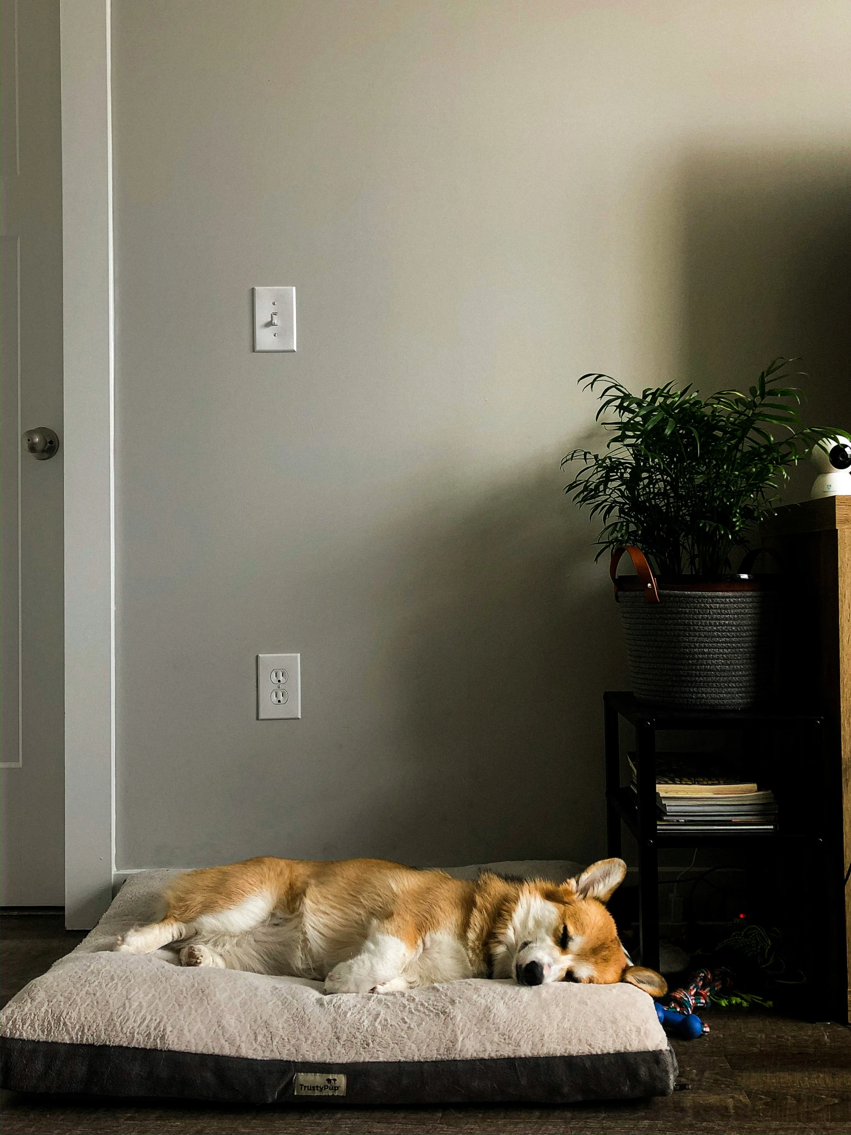 the dog is lying down on his bed