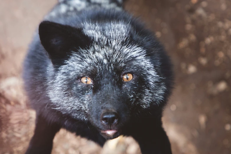 a black wolf looking up at the camera