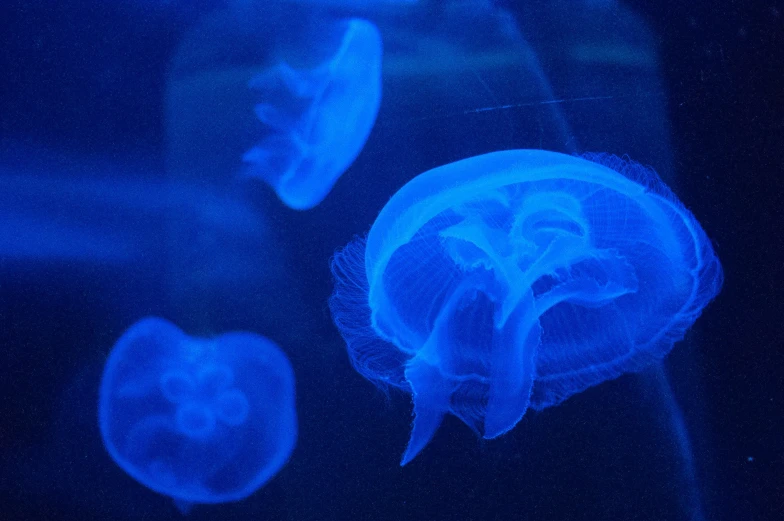 a close up of a jelly fish under water