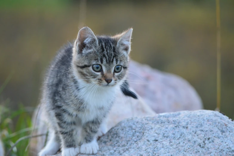 a close up of a small cat on a rock