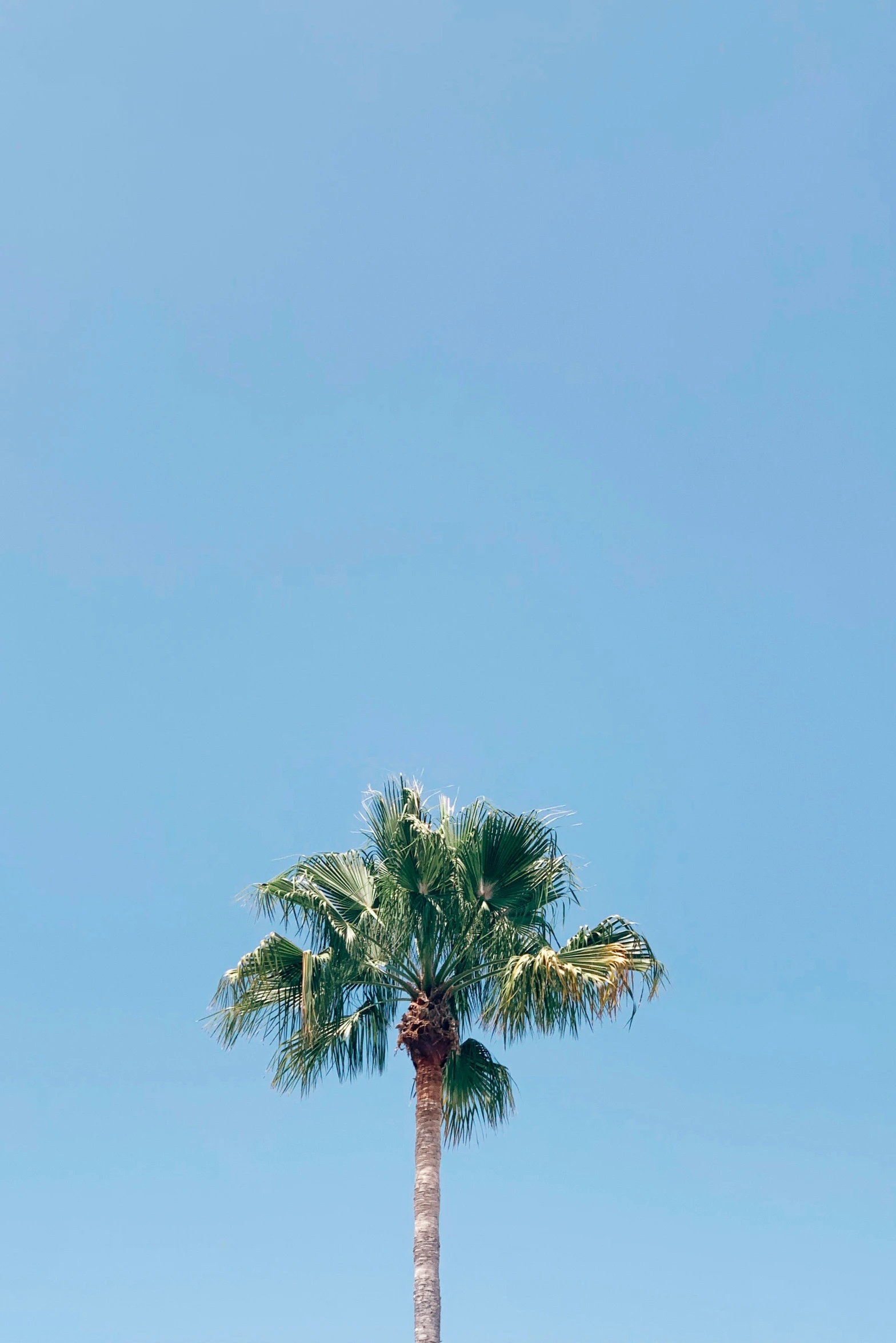 two large palm trees in the middle of a blue sky