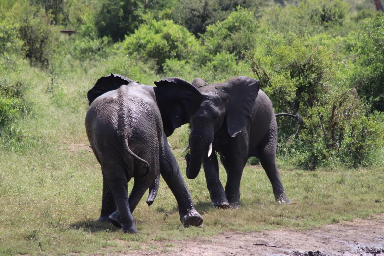 two elephants walk through the grass in front of a field